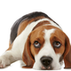 Illustration for article titled No, Its Not Your Imagination -- Your Dog Is Actually Feeling Jealous